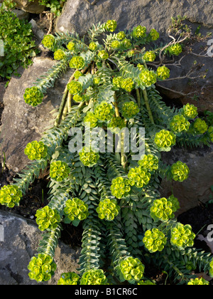 Blau - Wolfsmilch (Euphorbia myrsinites) Stockfoto