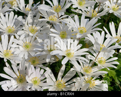 Grecian cuneata (Anemone blanda 'white Splendor') Stockfoto