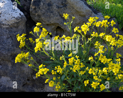 Golden alyssum (Aurinia saxatilis Syn. alyssum saxatile) Stockfoto