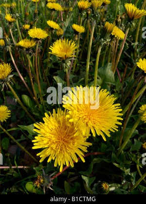 Gemeinsame Löwenzahn (Taraxacum officinale) Stockfoto