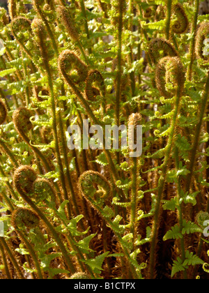 Goldener Schild Farne (dryopteris affinis) Stockfoto