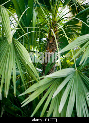 Palmblätter Stockfoto