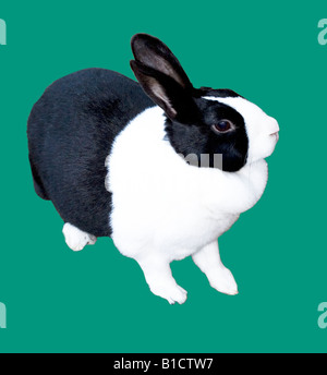 Niederländische Rabbit schwarz / weiß Stockfoto