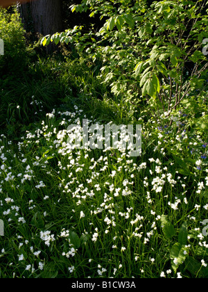 Allium zebdanense Syn. Allium neapolitanum Stockfoto