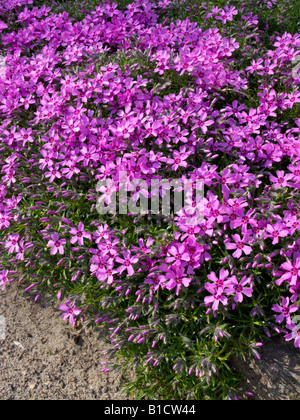 Moss Phlox (Phlox subulata) Stockfoto