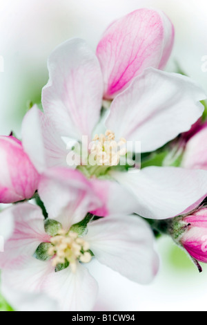 Gemeinsamer Name: Apfelblüte lateinischer Name: Malus Stockfoto