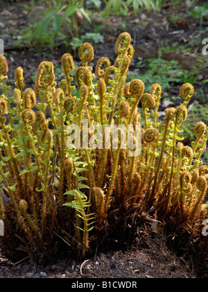 Goldener Schild Farne (dryopteris affinis) Stockfoto