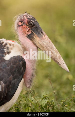 Marabou Storch Leptoptilos Crumeniferus Serengeti Tansania Stockfoto