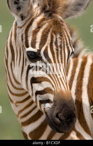 Burchell s Stamm- oder Grant s Zebra Fohlen Equus Burchelli Bohmi Ngorongoro Krater Tansania Stockfoto