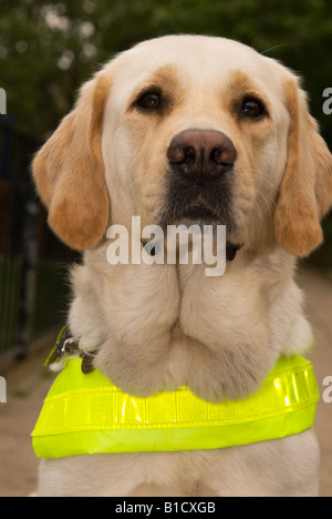 Porträt von einem Blindenhund, London, UK. Stockfoto