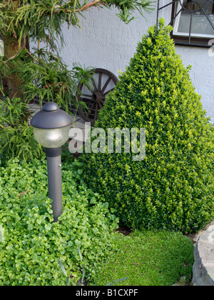 Gemeinsame Buchsbaum (buxus sempervirens) Stockfoto