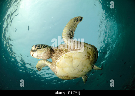 Green Sea Turtle Chelonia Mydas Sipadan Island Malaysia Celebes-See Stockfoto