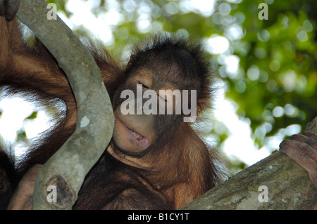 Bornean Orangutan Pongo Pygmaeus Sabah Malaysia Stockfoto