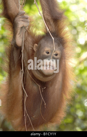 Bornean Orangutan Pongo Pygmaeus Sabah Malaysia Stockfoto