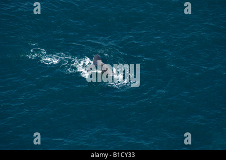 Pottwal Physeter Macrocephalus ab Tauchen Kaikoura Neuseeland Südpazifik Stockfoto