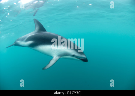 Dusky Dolphin Lagenorhynchus Obscurus Kaikoura Neuseeland Südpazifik Stockfoto