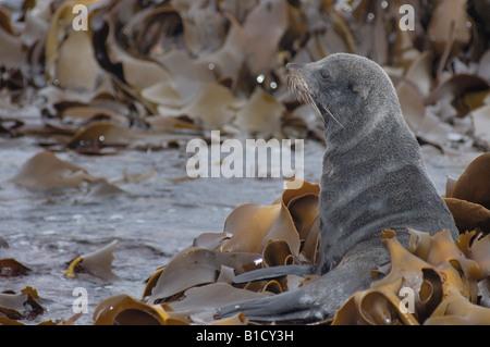 New Zealand Seebär Arctocephalus Forsteri Kaikoura Neuseeland Südpazifik Stockfoto