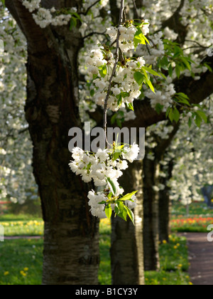 Wilde Kirsche (Prunus avium 'Plena') Stockfoto