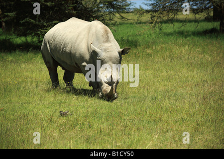 Rhino Essen Grass in Kenia Afrika Stockfoto