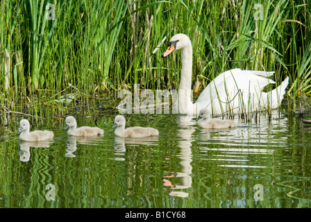 Erwachsenen Höckerschwäne im Schwimmen auf dem Wasser, die Bewachung der Brut von Cygnets Bild. Stockfoto