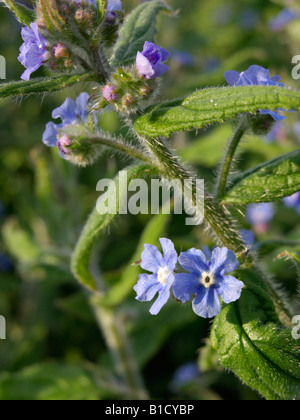 Grün (alkanet pentaglottis sempervirens) Stockfoto