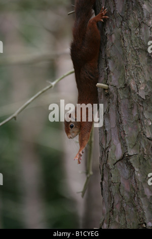 Eichhörnchen erstreckt sich auf einem Baumstamm Formby Zeitpunkt Stockfoto