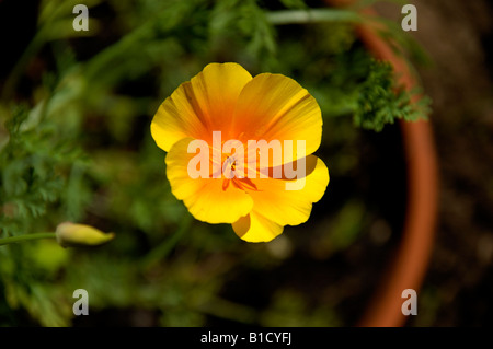 Eschscholzia Californica kalifornische Mohn Stockfoto