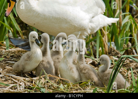 Höckerschwan Cygnets abgebildet zusammengekauert auf dem Nest erst zwei Wochen alt. Stockfoto