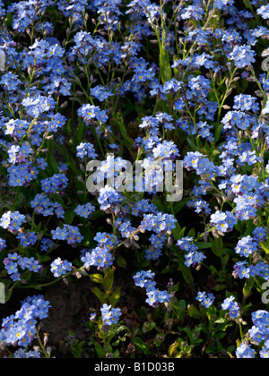 Alpine Vergißmeinnicht (Myosotis alpestris) Stockfoto