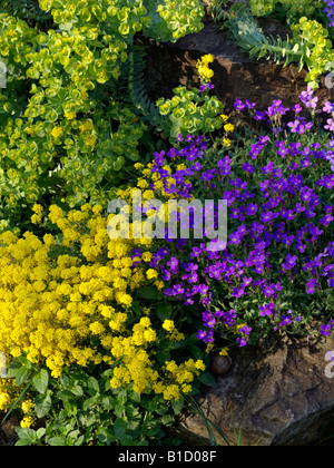 Golden alyssum (Aurinia saxatilis Syn. alyssum saxatile), lila Rock Kresse (aubrieta deltoidea) und blau Wolfsmilch (Euphorbia myrsinites) Stockfoto