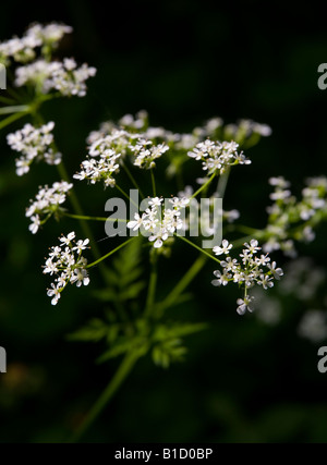 Ansicht der Kuh Petersilie Pflanze Anthriscus Sylvestris auch bekannt als wilder Kerbel oder Keck oder wilde Schnabel Petersilie hautnah Stockfoto