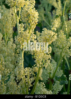 Garten Rhabarber (Rheum rhabarbarum Syn. rheum undulatum) Stockfoto