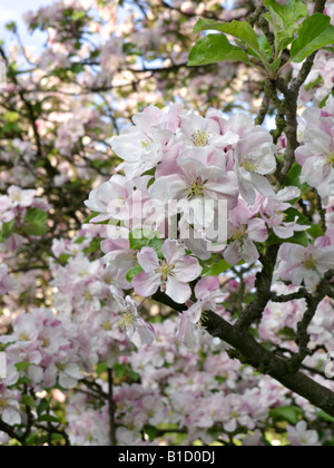 Chinesische Holzapfel (Malus californica) Stockfoto