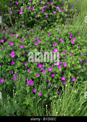 Bloody cranesbill (Geranium Sanguineum) Stockfoto