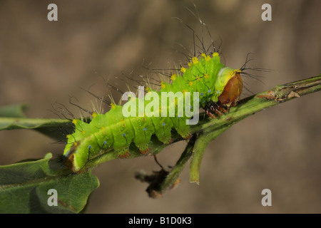 Japanische Eiche Silkmoth - Antheraea Yamamai - junge Larve Stockfoto