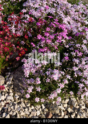 Moss Phlox (Phlox subulata) Stockfoto