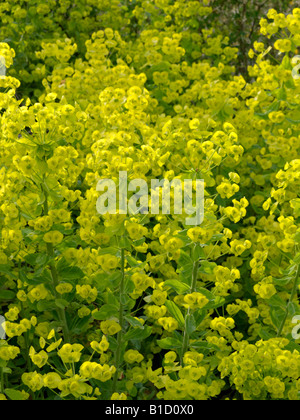 Holz Wolfsmilch (Euphorbia amygdaloides) Stockfoto