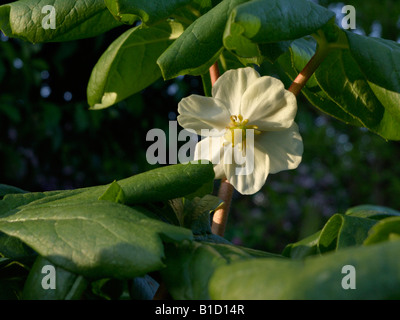 Gemeinsame mayapple (Podophyllum peltatum) Stockfoto