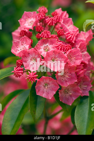 KALMIA LATIFOLIA ROSA CHARME KATTUN BUSH Stockfoto