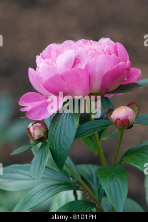 PAEONIA LACTIFLORA SARAH BERNHARDT PFINGSTROSE Stockfoto