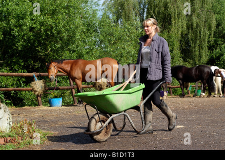 Frau im Stallhof Pferde Schubkarre Stockfoto