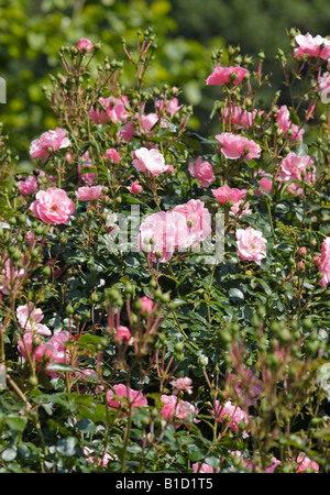 ROSA MEIDOMONAC BONICA ROSE Stockfoto