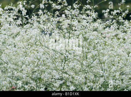 CRAMBE CORDIFOLIA GRÖßERE MEERKOHL Stockfoto