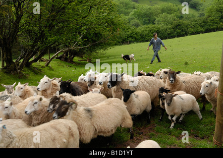 Hirten Hüten seine Schafherde walisischen Hügel in der Black Mountains England / Wales Grenze UK Stockfoto