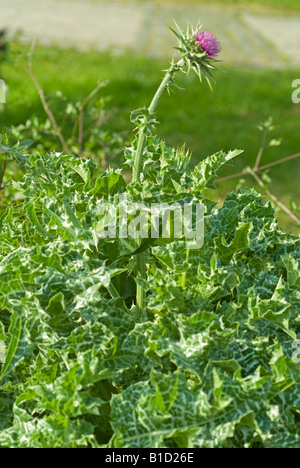 Gesegnete Milch Mariendistel Silybum Marianum Heilpflanze Stockfoto