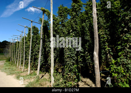 Hop Gerüsthöhe Reben Humulus Lupulus wächst in Kent England Stockfoto