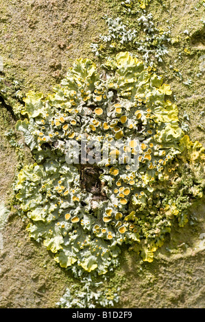 Die Gelbe Flechte Xanthoria Parietina auf Apple-Baumstamm Stockfoto