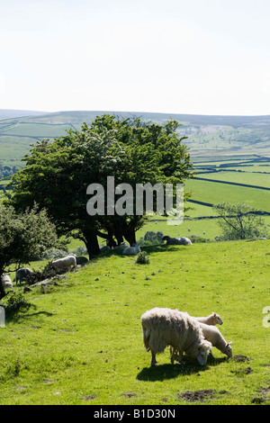 Schafe auf dem Lande in der Nähe von Bradfield, Peak District, South Yorkshire, England, Vereinigtes Königreich Stockfoto