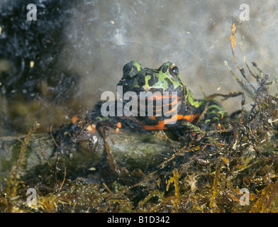 Ein Porträt von einem Brand Gelbbauchunke, Bombina orientalis Stockfoto