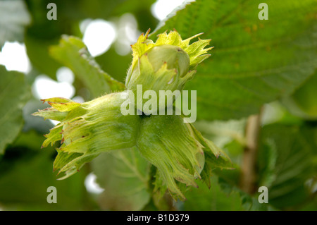 COB Nuts gemeinsame Hasel Corylus Avellana, England Stockfoto